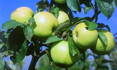 Apple infusion to treat varicose veins
